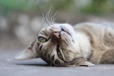 Close-up of a cat