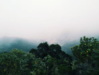 Trees in forest against sky during foggy weather