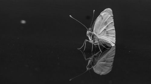 Close-up of butterfly over black background