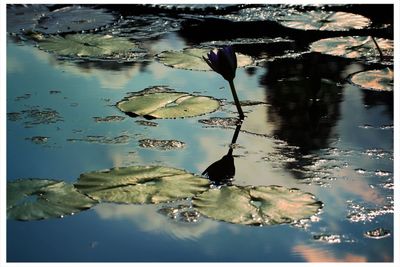 Reflection of trees in calm lake