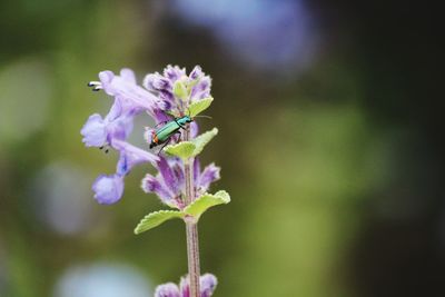 Close-up of purple flowers