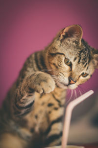 Close-up of a cat looking away