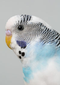 Close-up of parrot against white background