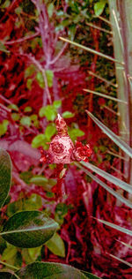 Close-up of wet red flowering plants