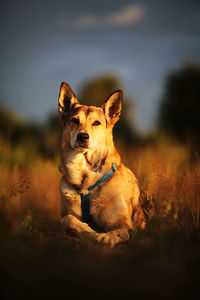 Portrait of a dog looking away