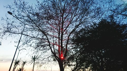 Low angle view of bare trees against sky
