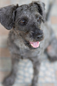 Close-up portrait of dog