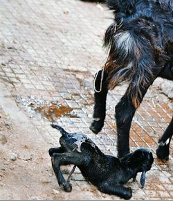 Just born goat kid with mother