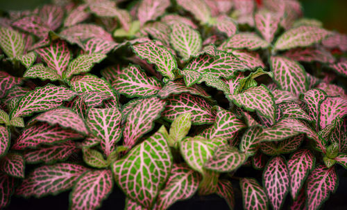 Full frame shot of plants