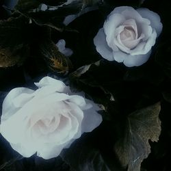 Close-up of white rose