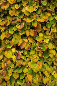 Full frame shot of leaves