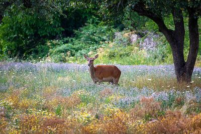 Deer standing in a field