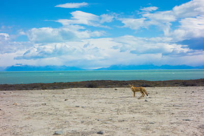 View of a horse on the land