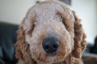 Close-up portrait of a dog