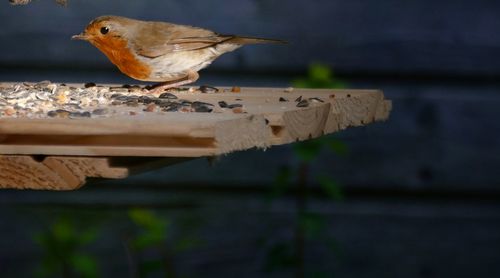 Close-up of bird perching on wood