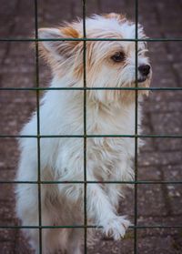 Close-up of dog looking away