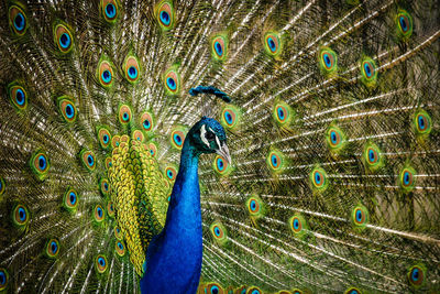 Close-up of peacock with fanned out