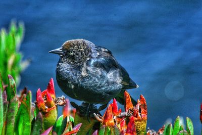 Close-up of bird perching on a lake