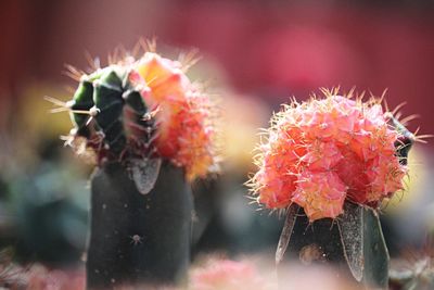 Close-up of red cactus flower