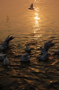 Swan swimming on lake during sunset