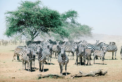 View of zebras on field against sky