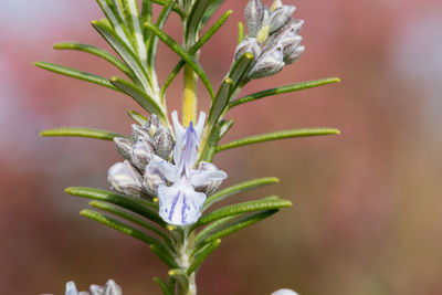 Close up of a rosemary plant