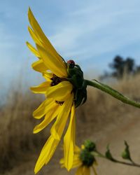 Close-up of insect on yellow flower against sky