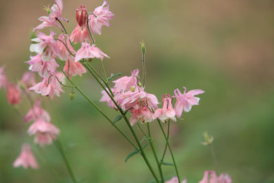 Close-up of pink flowering plant