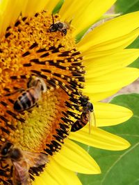 Close-up of bee pollinating on sunflower