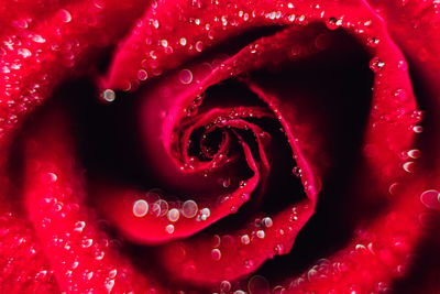 Full frame shot of wet red rose