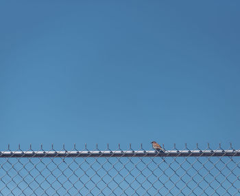 Sparrow perching on chainlink fence against clear sky