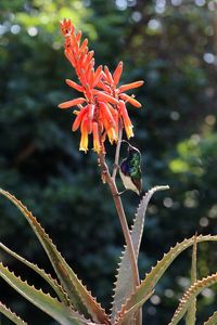 Close-up of red flowering plant