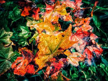 Close-up of maple leaves during autumn