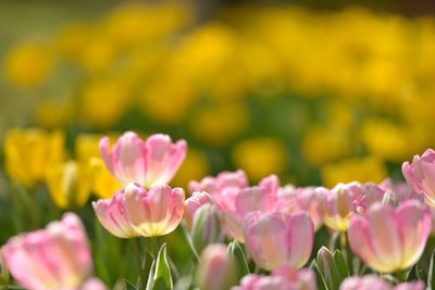 Close-up of pink flowers growing on field