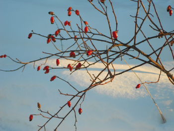 Low angle view of trees against blue sky