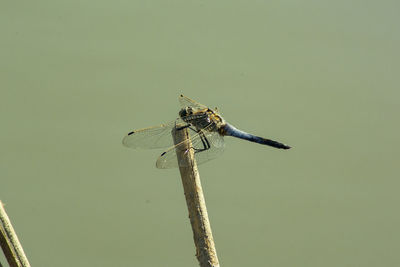 Close-up of dragonfly on twig