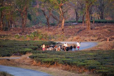 Group of people walking on road in forest