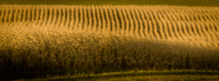 Crops growing on field