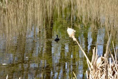 Ducks swimming in lake