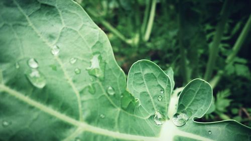 Close-up of raindrops on leaves