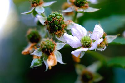 Close-up of flowering plant