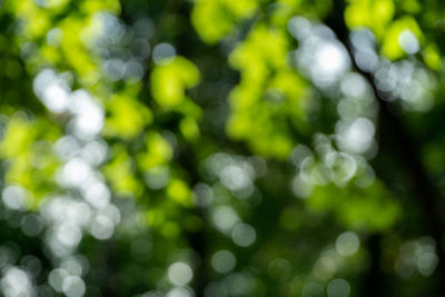 Defocused image of plants on sunny day