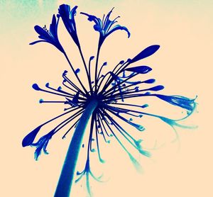 Close-up low angle view of flowers