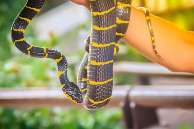 Close-up of hand holding rope