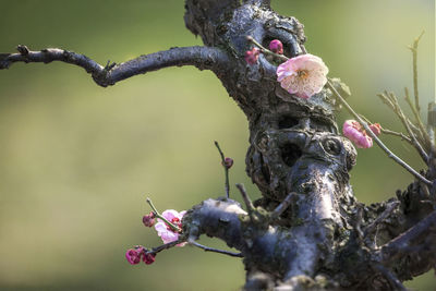 Plum close-up - plum bonsai