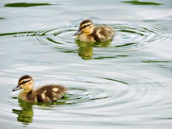 Ducklings swimming in lake