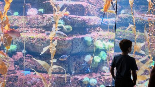 Full length of boy standing in aquarium