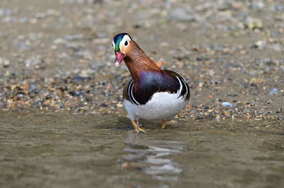 Close-up of duck