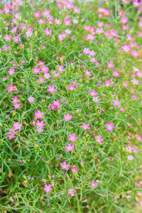 Close-up of pink flowers blooming outdoors