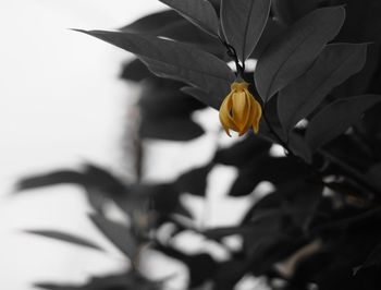 Close-up of insect on yellow flower